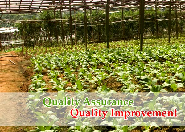 grace cup r&d vegetable farm quality assurance
