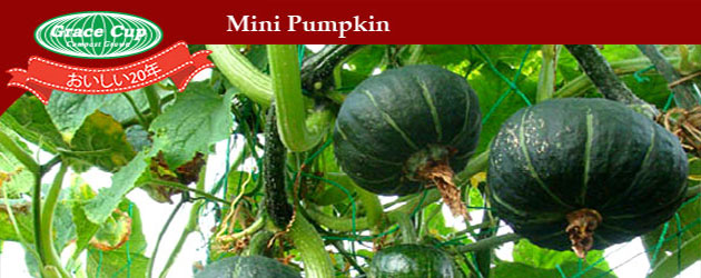 grace cup compost grown mini pumpkin