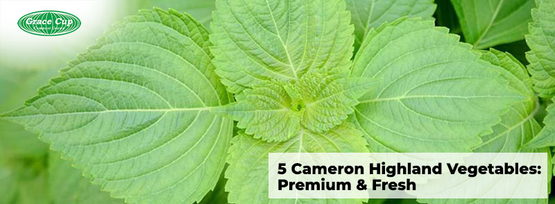 5 Cameron Highland Vegetables: Premium & Fresh